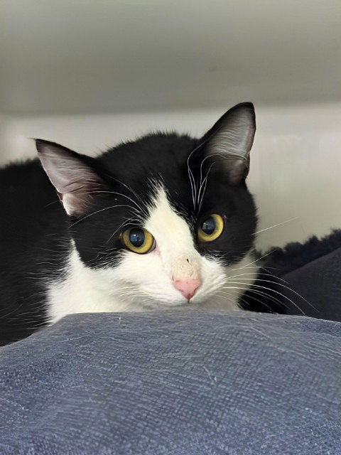 PEPPY, an adoptable Domestic Short Hair in Boston, MA