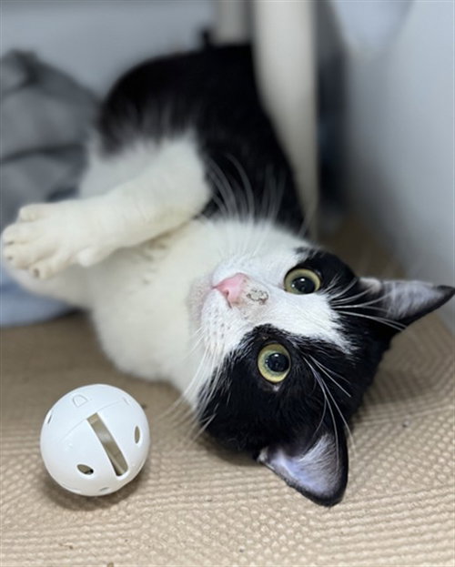 PEPPY, Young Domestic Short Hair (medium coat), cat for adoption in Taunton, Massachusetts