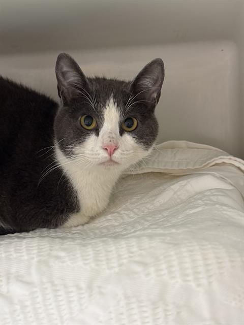 SAINT, an adoptable Domestic Short Hair in Boston, MA
