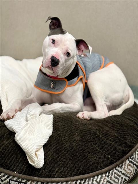 BALOO, an adoptable Staffordshire Bull Terrier in Boston, MA