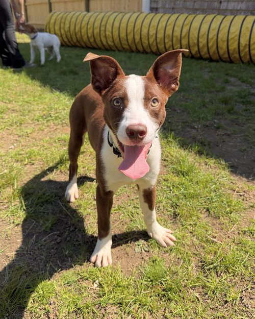 RANDALL, an adoptable Australian Cattle Dog in Boston, MA