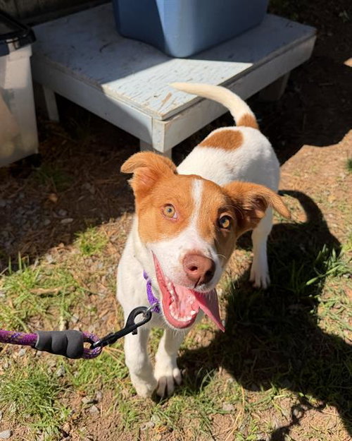 ROSITA, an adoptable Australian Cattle Dog in Boston, MA