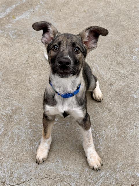 EDMUND, an adoptable Australian Cattle Dog in Boston, MA