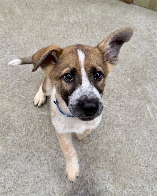 GERTRUDE, an adoptable Australian Cattle Dog in Boston, MA