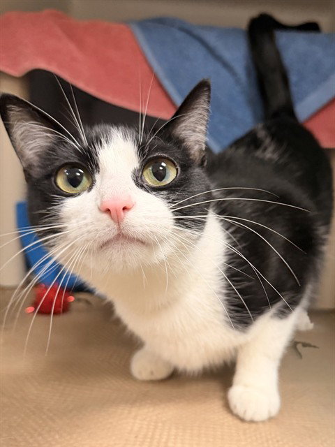 MILA, an adoptable Domestic Short Hair in Boston, MA