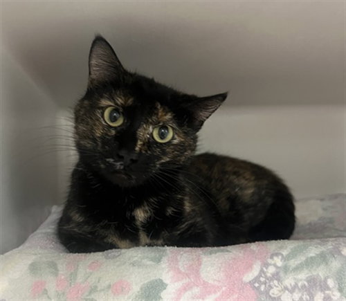 PENNY, an adoptable Domestic Short Hair in Boston, MA
