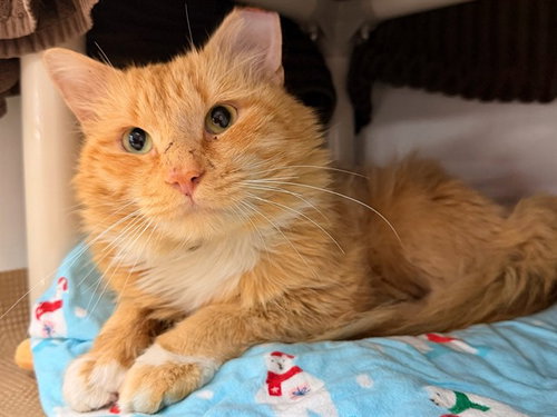 HARRY - Domestic Long Hair for adoption in Cambridge
