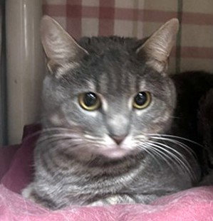 PERU, an adoptable Domestic Short Hair in Boston, MA