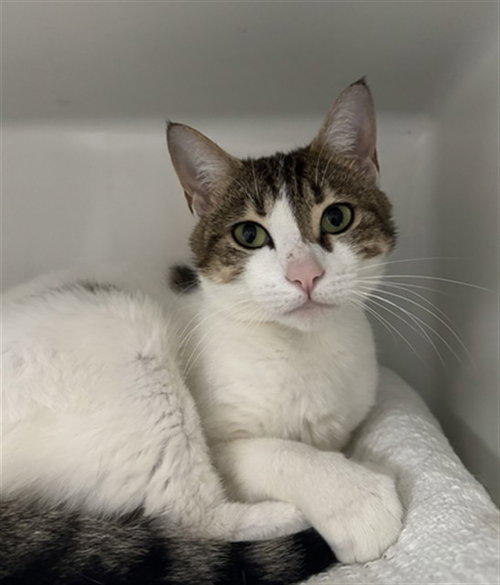 SIENNA, an adoptable Domestic Short Hair in Boston, MA