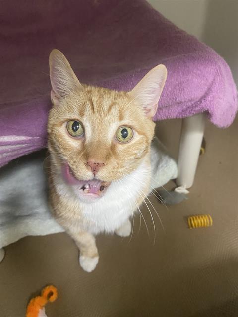 KITTY KITTY ORANGE