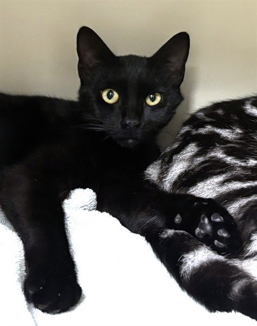 LITTLE BEAR, an adoptable Domestic Short Hair in Boston, MA