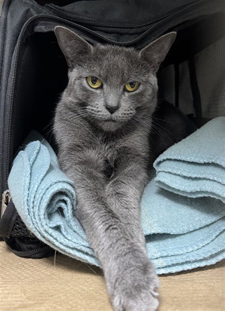 LILA, an adoptable Domestic Short Hair in Boston, MA