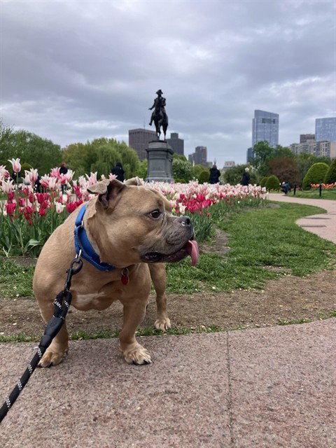 BENJI, an adoptable American Bulldog in Boston, MA