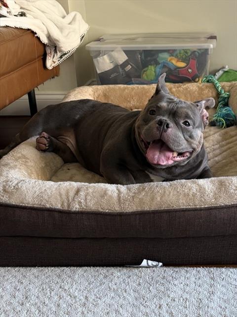 SKYE, an adoptable Bulldog in Boston, MA