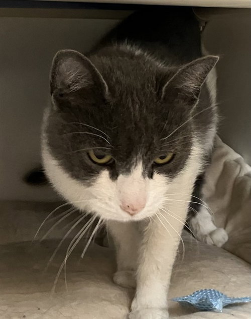 LULU, an adoptable Domestic Short Hair in Boston, MA