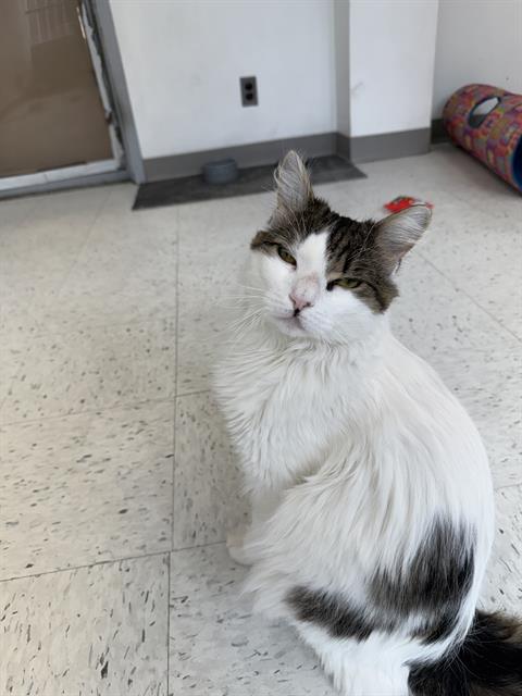 DASHER, an adoptable Domestic Long Hair in Boston, MA