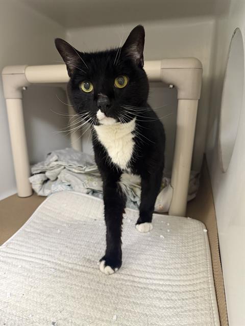 OWEN, an adoptable Domestic Short Hair in Boston, MA