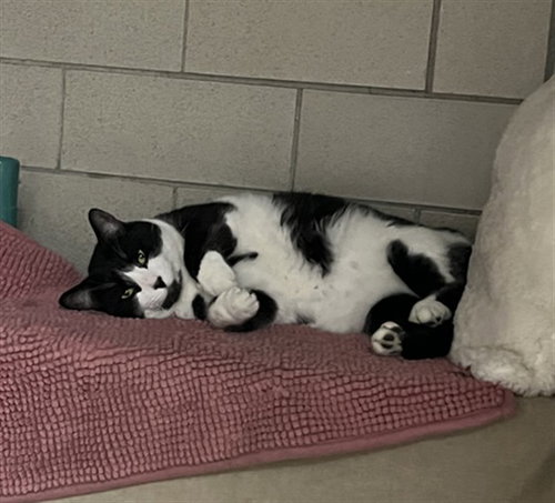 WILLOW, an adoptable Domestic Short Hair in Boston, MA