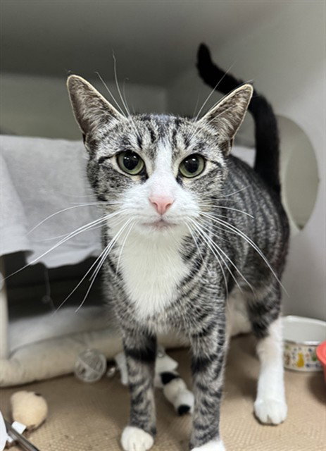 MIMI, an adoptable Domestic Short Hair in Boston, MA