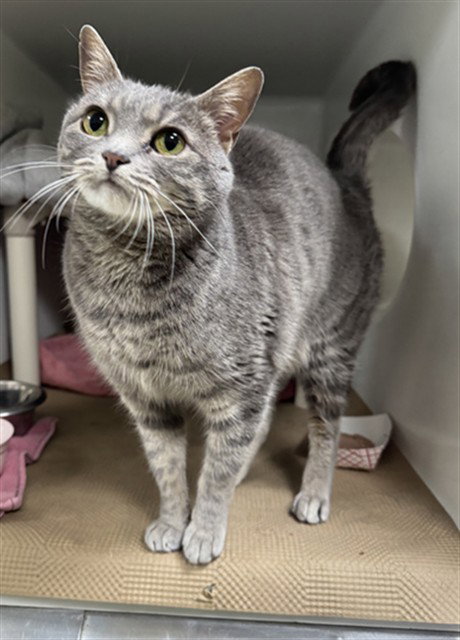 JINX, an adoptable Domestic Short Hair in Boston, MA