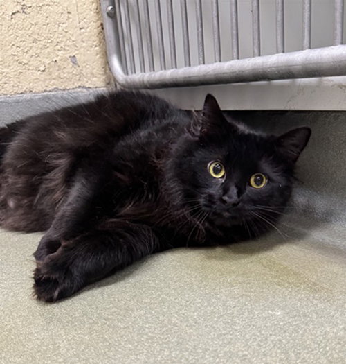 ZIGGY, an adoptable Domestic Long Hair in Boston, MA