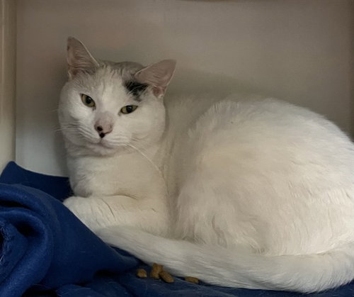 TOONIE, an adoptable Domestic Short Hair in Boston, MA