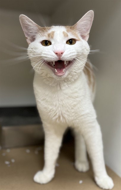 WALDO, an adoptable Domestic Short Hair in Boston, MA