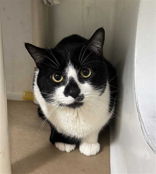 CHINO, an adoptable Domestic Short Hair in Boston, MA