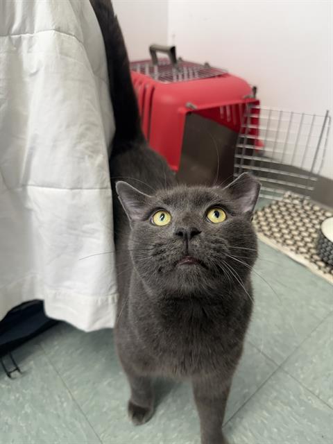 MOONSHINE, an adoptable Domestic Short Hair in Boston, MA