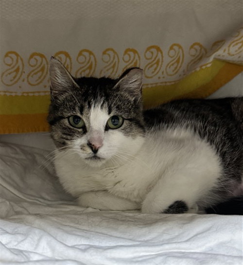 SUNSHINE, an adoptable Domestic Short Hair in Boston, MA