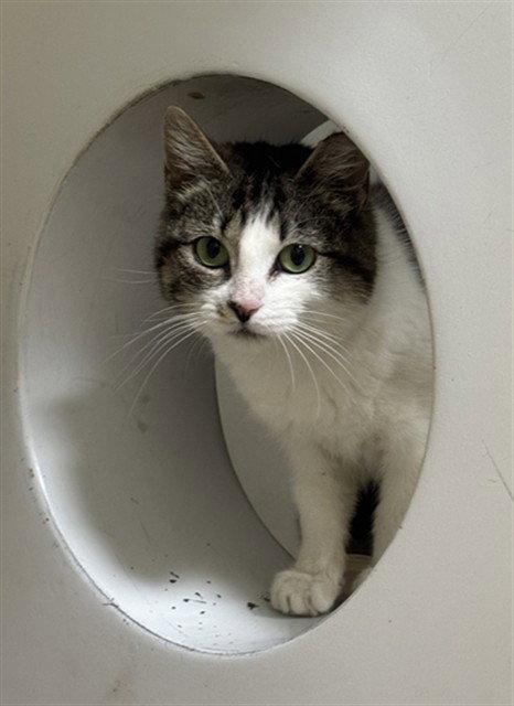 SUNSHINE - Domestic Short Hair available for adoption