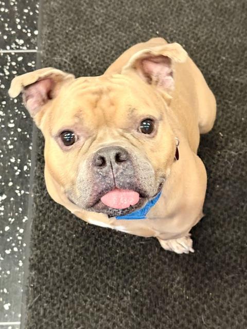 BENJI, an adoptable Bulldog in Boston, MA