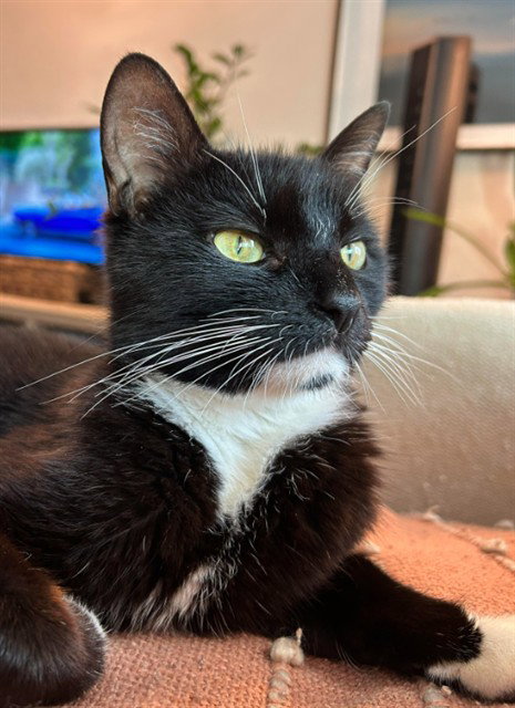 THRIFTY, Adult Domestic Short Hair (medium coat), cat for adoption in Taunton, Massachusetts