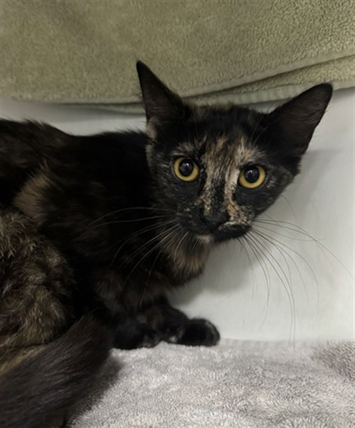 MOCHANNA, Young Domestic Short Hair (medium coat), cat for adoption in Taunton, Massachusetts