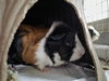 PERRY - Photo 1