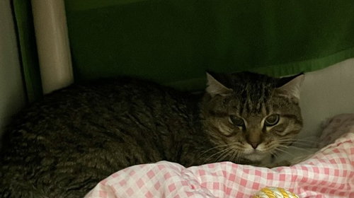 MERLIN, Adult Domestic Short Hair (medium coat), cat for adoption in Taunton, Massachusetts
