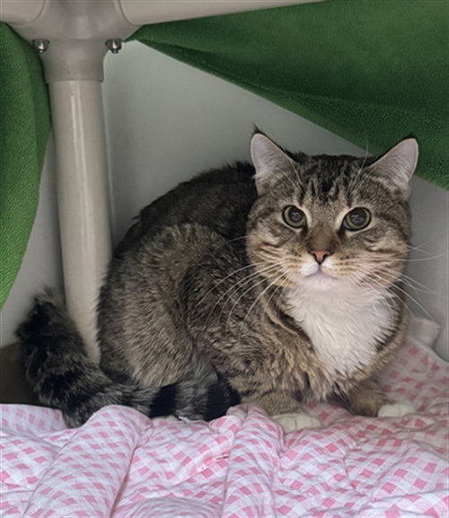 MERLIN