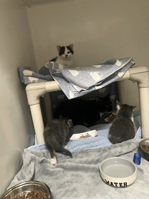 DELTA, Adult Domestic Short Hair (medium coat), cat for adoption in Taunton, Massachusetts
