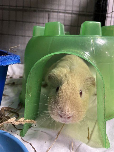 Bella