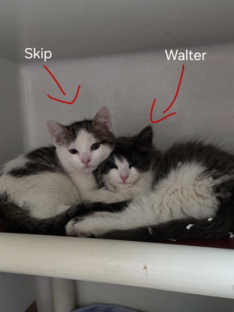 WALTER, Baby Domestic Long Hair (medium coat), cat for adoption in Taunton, Massachusetts