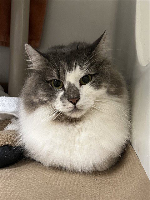 STORMY, Adult Domestic Long Hair (medium coat), cat for adoption in Woonsocket, Rhode Island