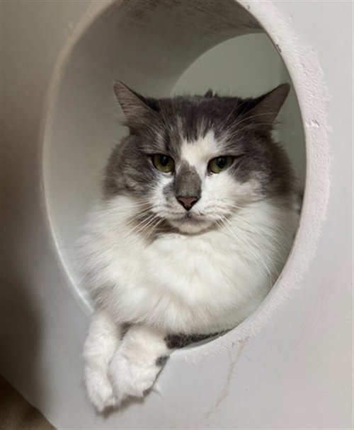 STORMY, an adoptable Domestic Long Hair in Boston, MA