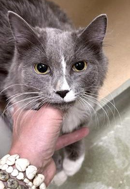 CHELSEA, Young Domestic Long Hair (medium coat), cat for adoption in Lowell, Massachusetts