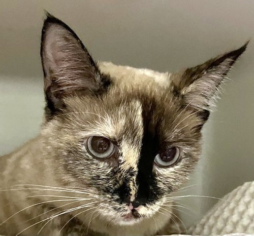 MOMO, Adult Domestic Short Hair (medium coat), cat for adoption in Marlborough, Massachusetts