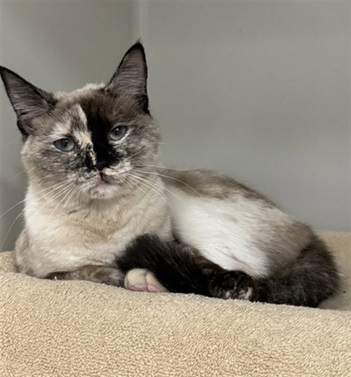 MOMO, Adult Domestic Short Hair (medium coat), cat for adoption in Waltham, Massachusetts
