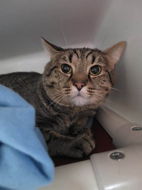 BUCK, Young Domestic Short Hair (medium coat), cat for adoption in Marlborough, Massachusetts