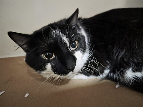 GOAT, Young Domestic Long Hair (medium coat), cat for adoption in Waltham, Massachusetts
