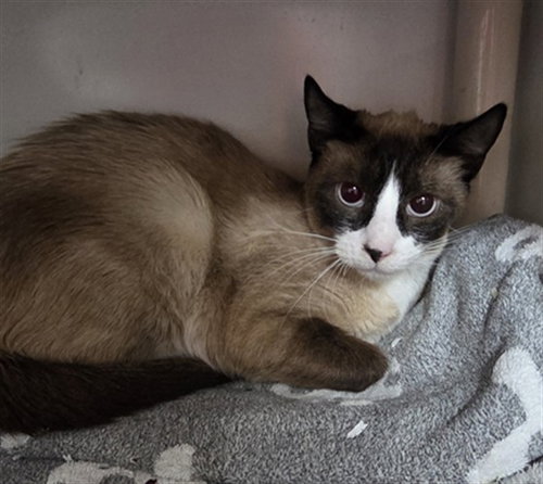 GOOSE, Young Domestic Short Hair (medium coat), cat for adoption in Marlborough, Massachusetts