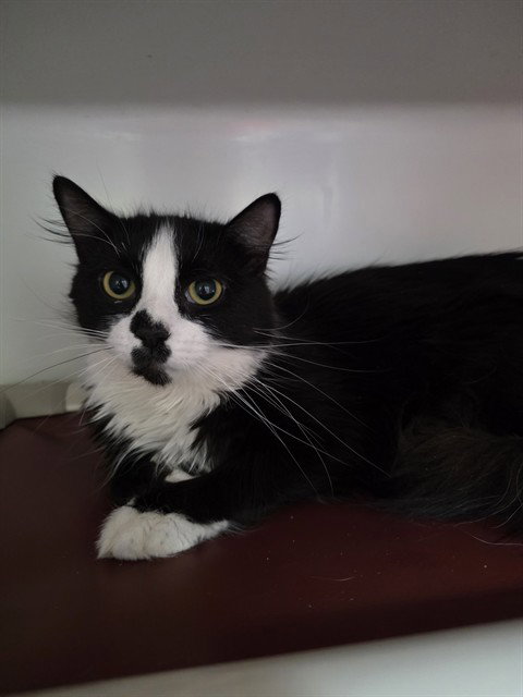CHICKEN, Young Domestic Long Hair (medium coat), cat for adoption in Marlborough, Massachusetts