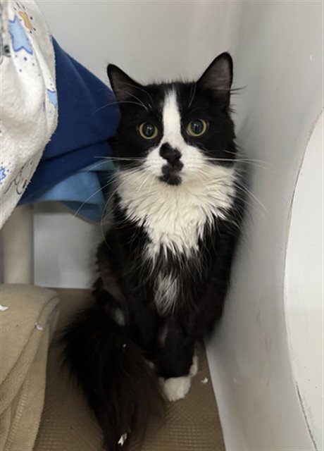 CHICKEN, Young Domestic Long Hair (medium coat), cat for adoption in Waltham, Massachusetts